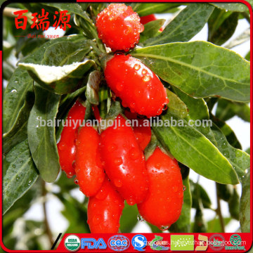 Goji bayas de Goji naturales goji berry 2014